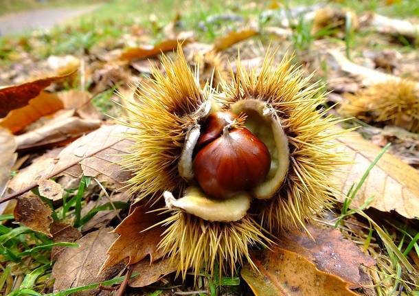 Finalmente...le castagne!!!