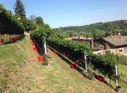 La vendemmia alla Collegiata di Castiglione