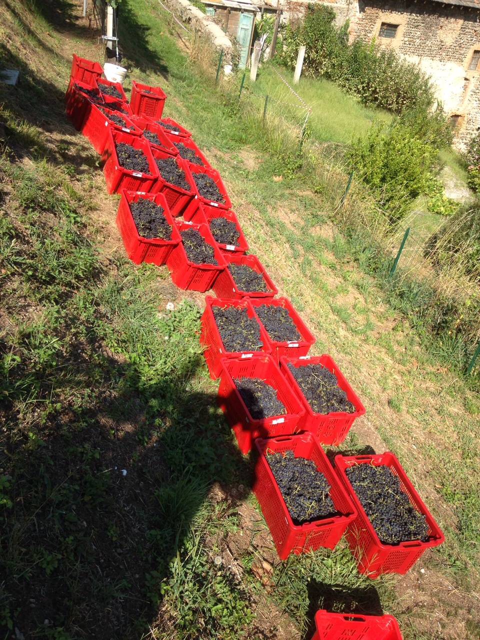 La vendemmia alla Collegiata di Castiglione