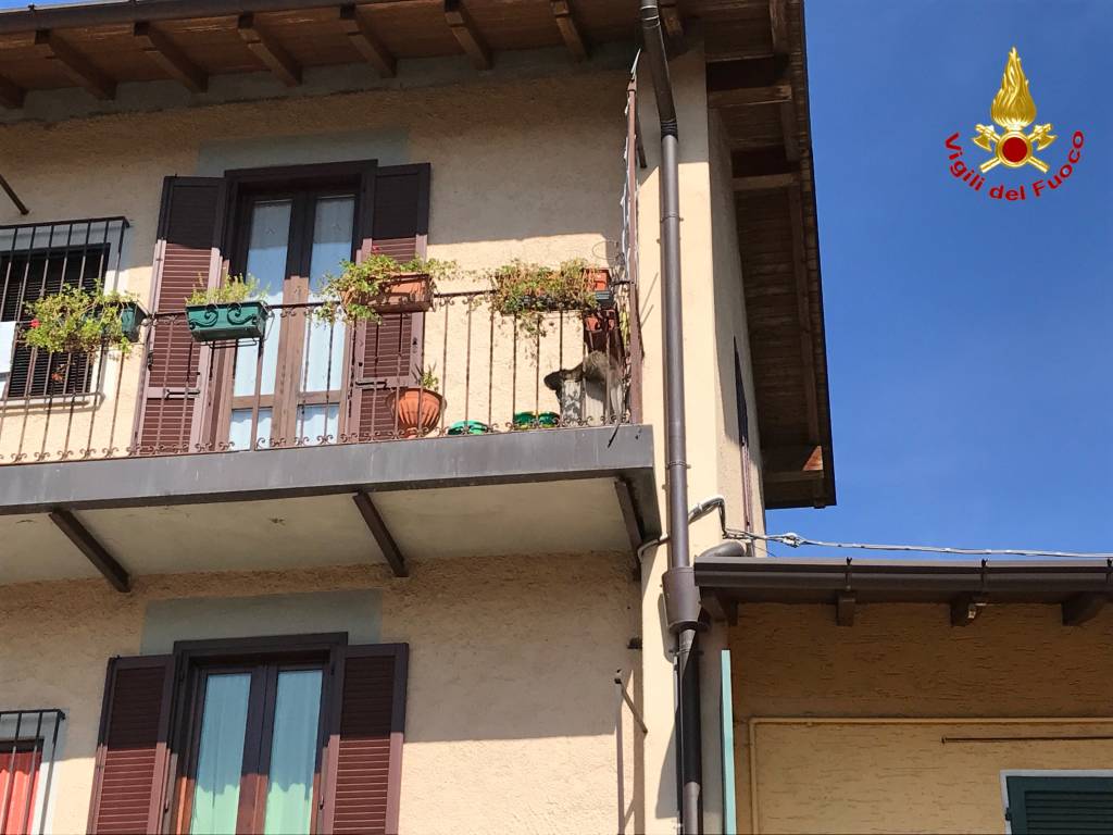 La nutria sul balcone