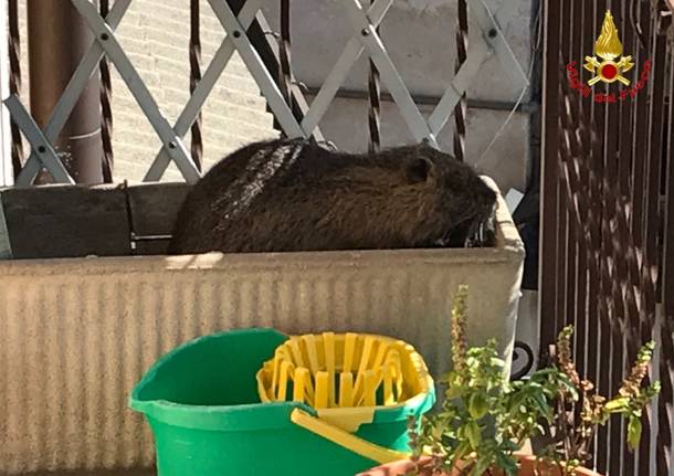 La nutria sul balcone