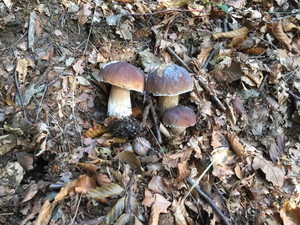Funghi a profusione