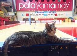 gatto palayamamay