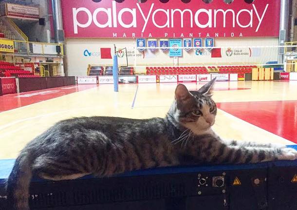 gatto palayamamay