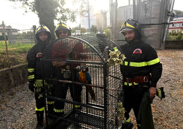 Gemonio - Pappagallo acchiappato dai Vigili del fuoco