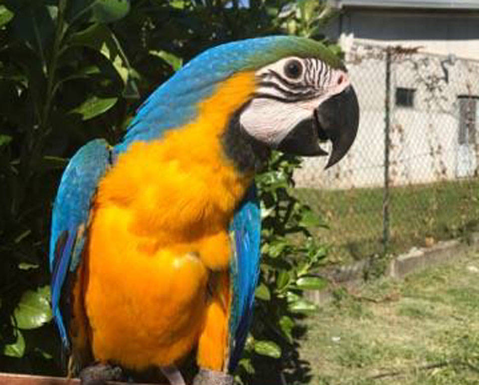 Il pappagallo Eliseo
