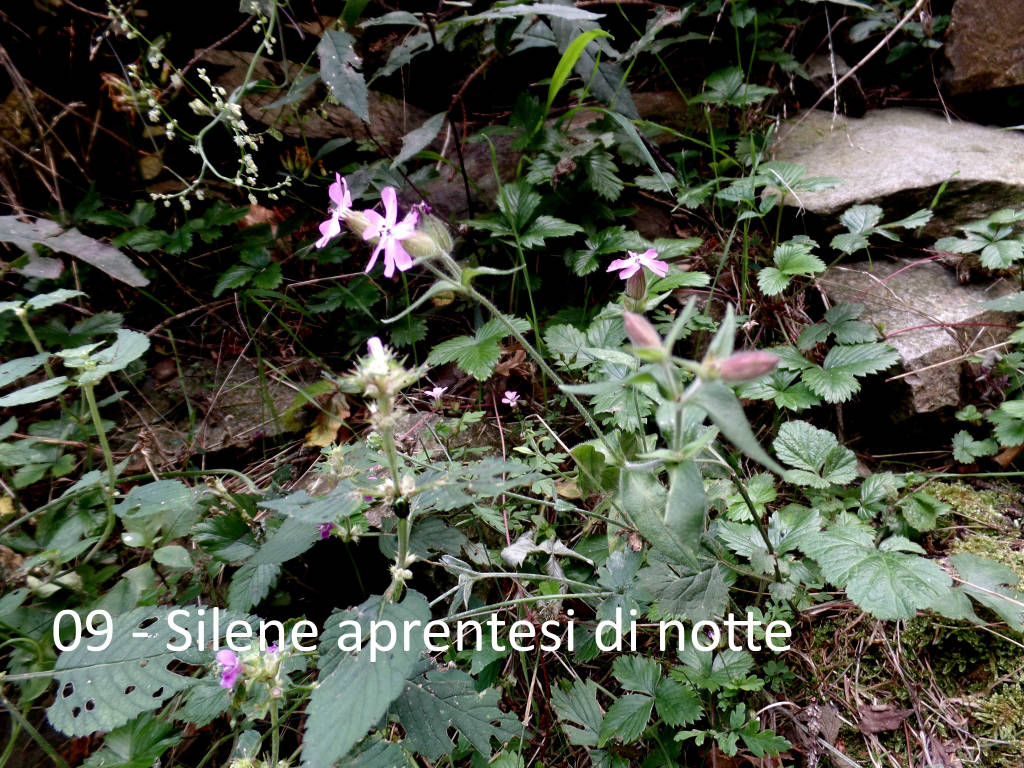 L'escursione a Curiglia con Monteviasco di Teresio Colombo