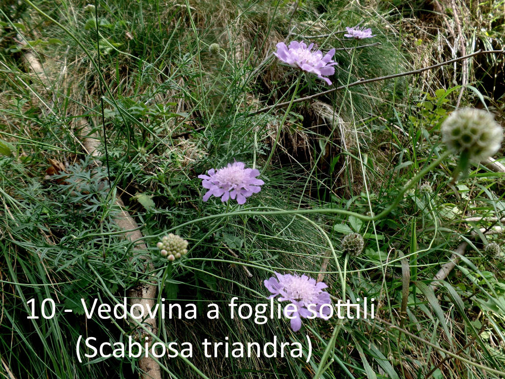 L'escursione a Curiglia con Monteviasco di Teresio Colombo