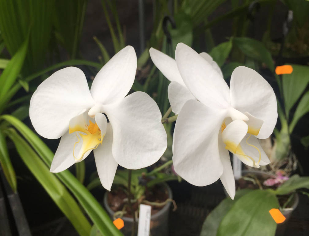 Varese orchidea 2017