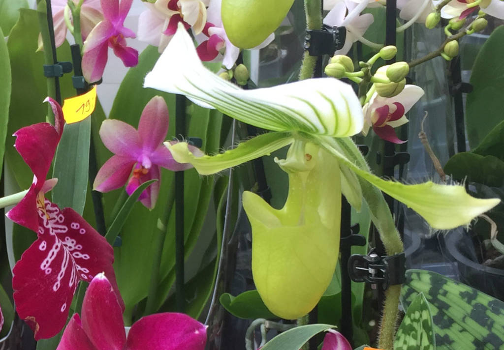 Varese orchidea 2017