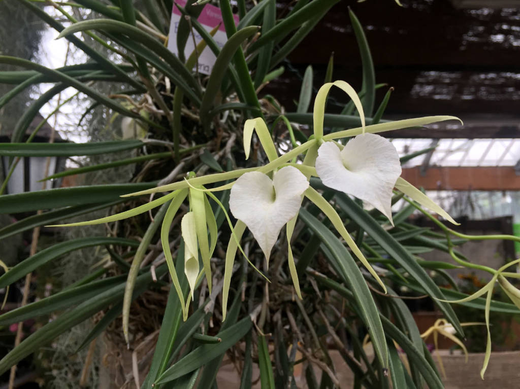 Varese orchidea 2017