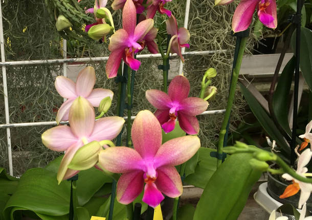 Varese orchidea 2017