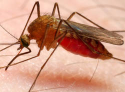 zanzara malaria