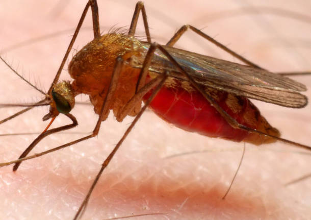 zanzara malaria