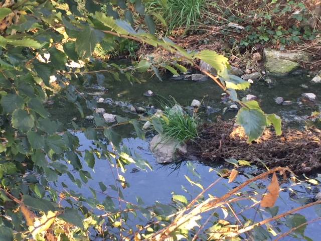 Arnetta, fiume delle puzze