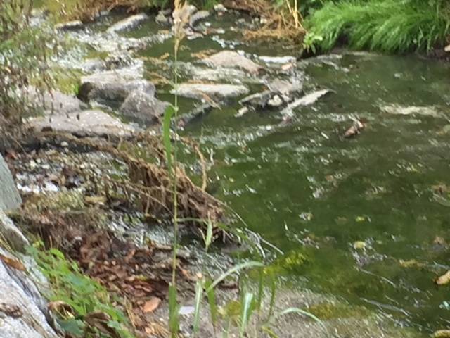 Arnetta, fiume delle puzze