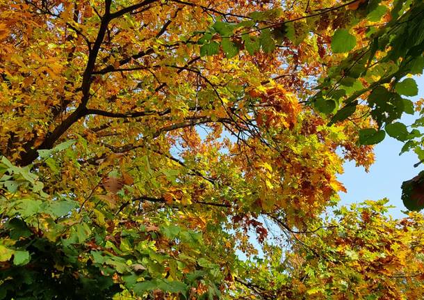 Chi ha dipinto Masnago