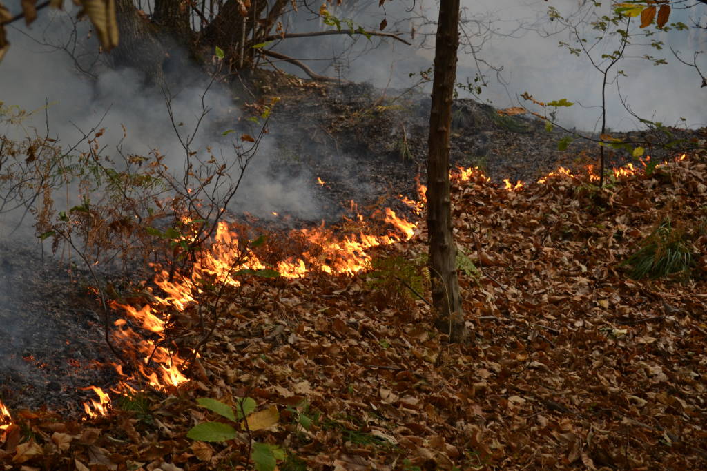 Sul fronte del fuoco