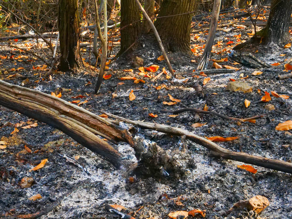 I boschi del Campo dei Fiori il giorno dopo l\'incendio