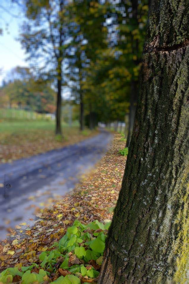 L\'autunno nelle foto dei lettori