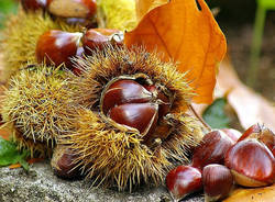 castagnata caldarroste