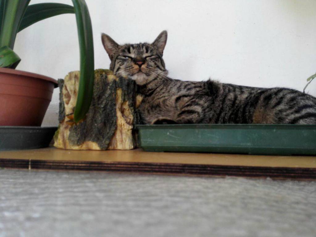 Gatto Trudi
