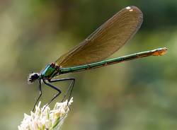 Gli animali del Parco del Ticino