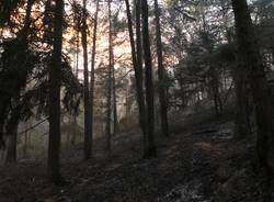 La zona boschiva della Rasa colpita dall'incendio 