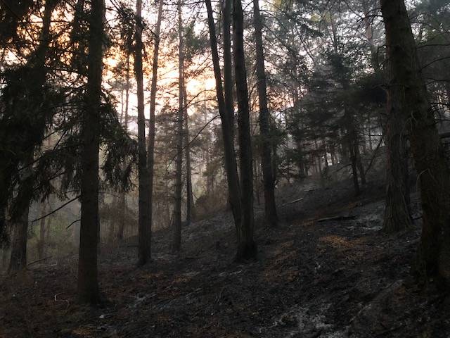 La zona boschiva della Rasa colpita dall'incendio 