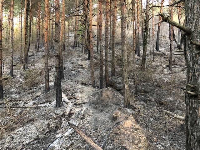 La zona boschiva della Rasa colpita dall'incendio 