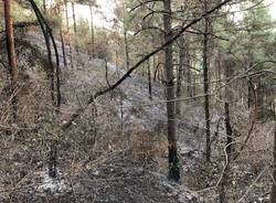 La zona boschiva della Rasa colpita dall'incendio 