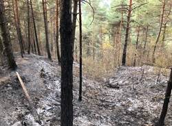 La zona boschiva della Rasa colpita dall'incendio 