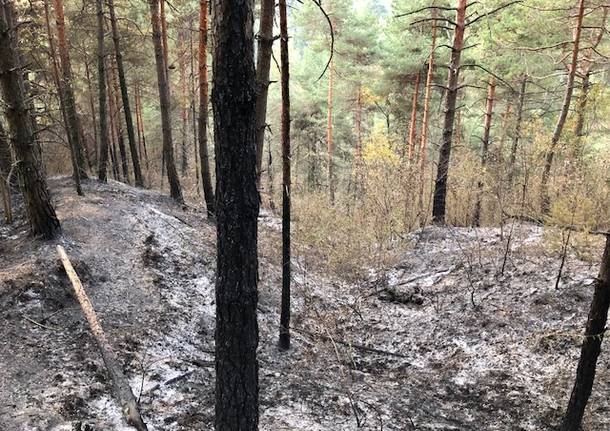 La zona boschiva della Rasa colpita dall’incendio