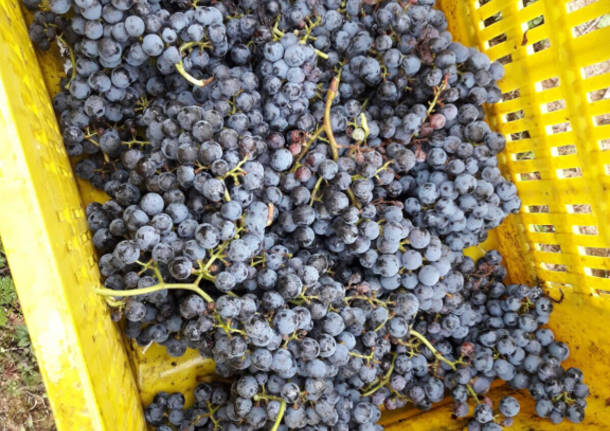 Vendemmia al vigneto Madonna delle Vigne