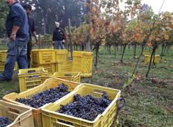 Vendemmia al vigneto Madonna delle Vigne