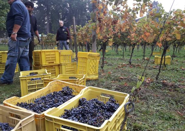 Vendemmia alla Madonna delle vigne