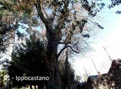 Alla scoperta dei giardini di Villa Mirabello