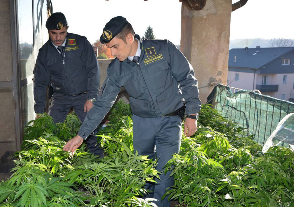 Arcisate - Piantagione di marijuana