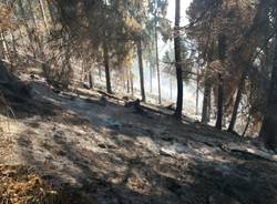 campo dei fiori dentro boschi incendio