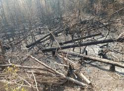 campo dei fiori dentro boschi incendio