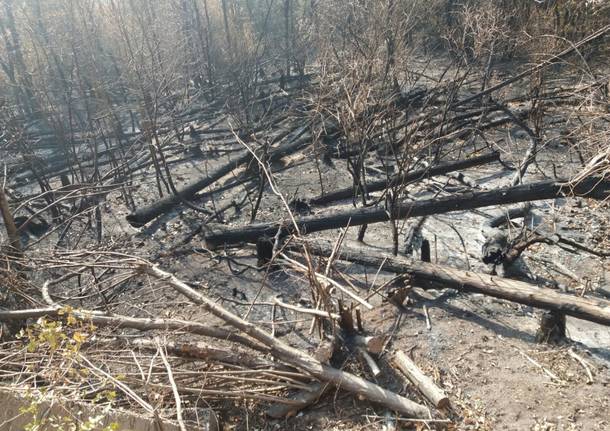 campo dei fiori dentro boschi incendio