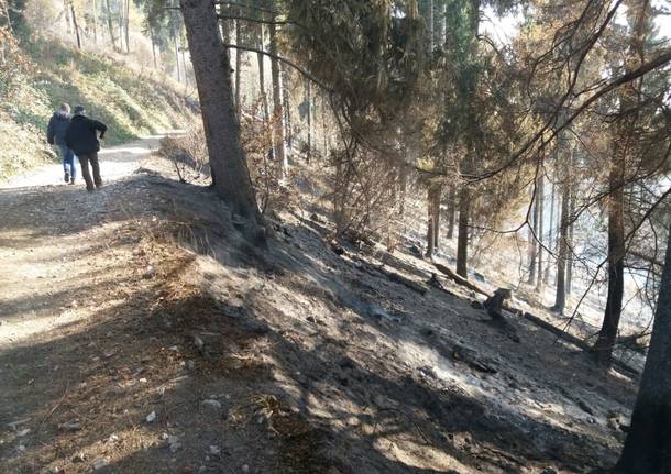 campo dei fiori dentro boschi incendio