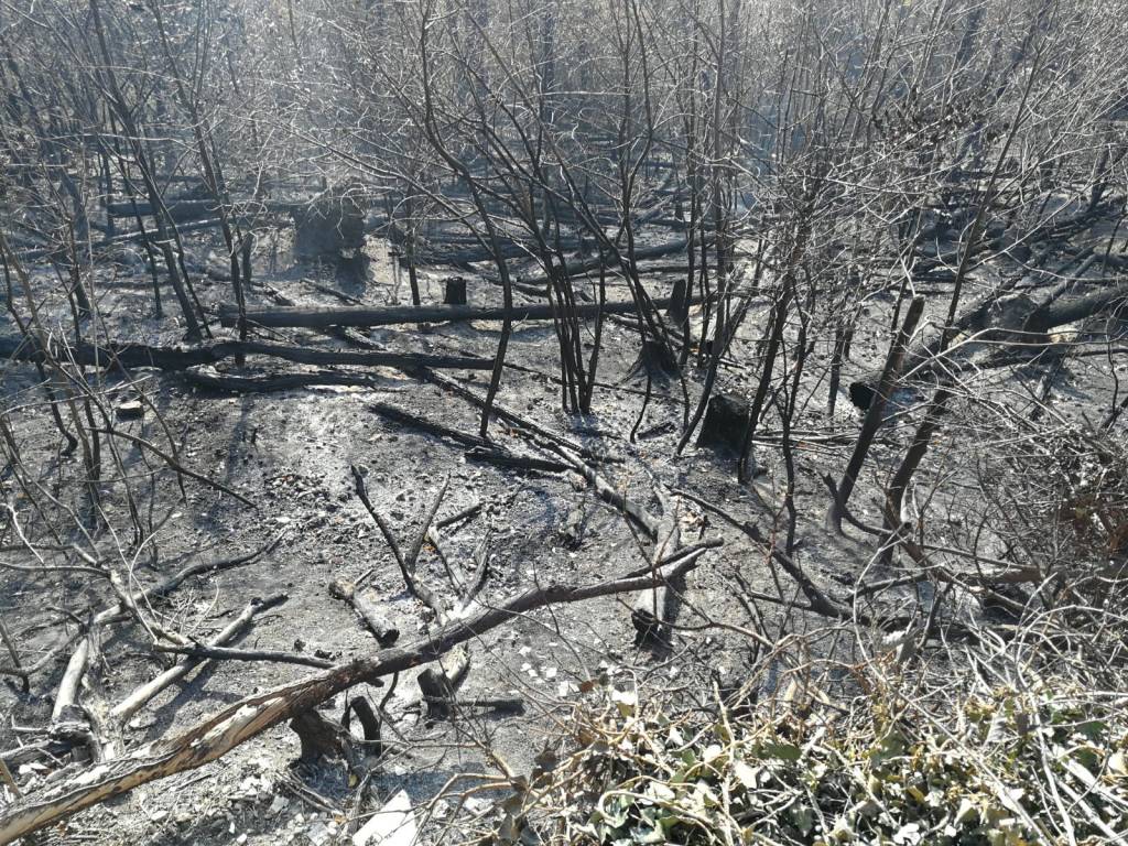 campo dei fiori dentro boschi incendio