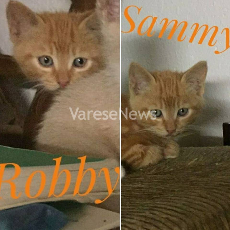 Robby e Sammy cercano casa