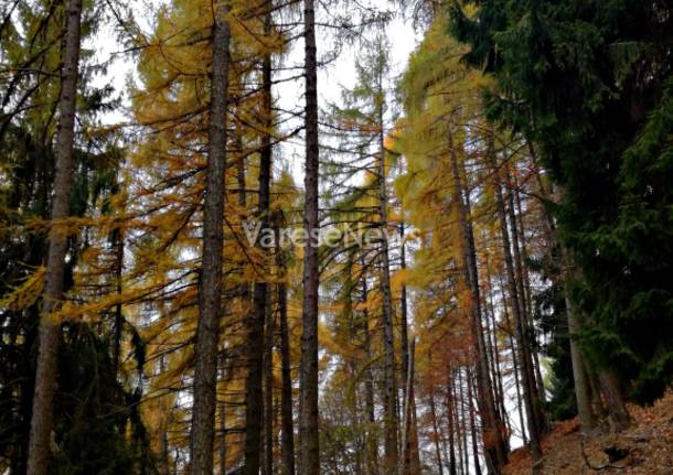 TREKKING E NATUROPATIA : INCONTRIAMO LO SPIRITO DEGLI ALBERI