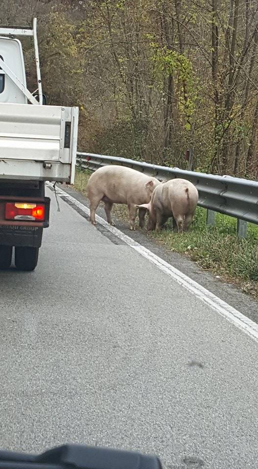 Due animali sulla Valganna