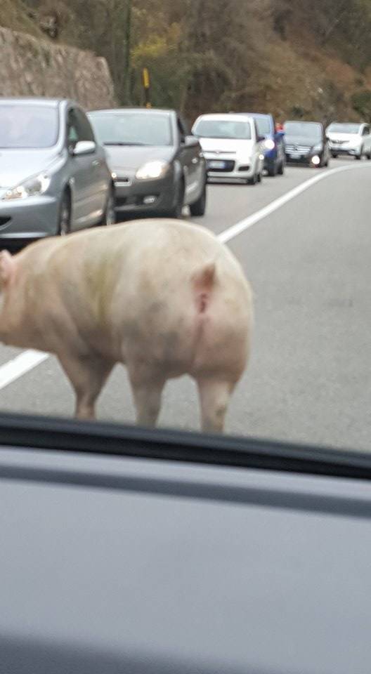 Due animali sulla Valganna