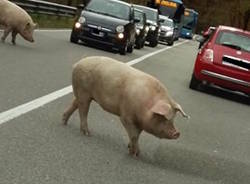 Due animali sulla Valganna