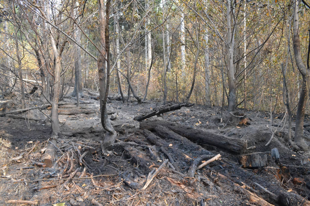 Il campo dei fiori dopo l'incendio