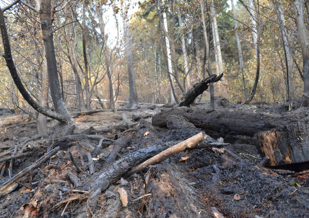 Il campo dei fiori dopo l'incendio